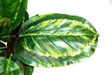 Artificial Large Leave Calathea Plant 50cm