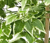 Variegation Leaves Artificial Ficus Plant 1.5m