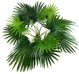 Fan Palm Tree 150cm